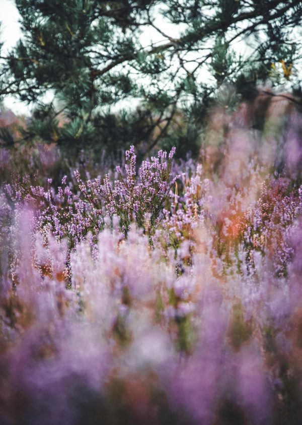 lavendel olie