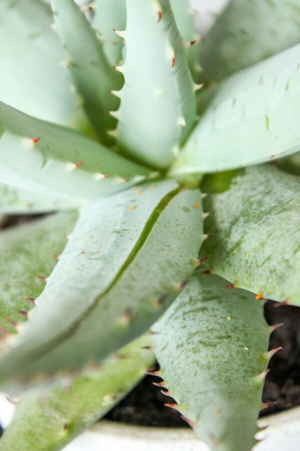 beauheit aloe vera