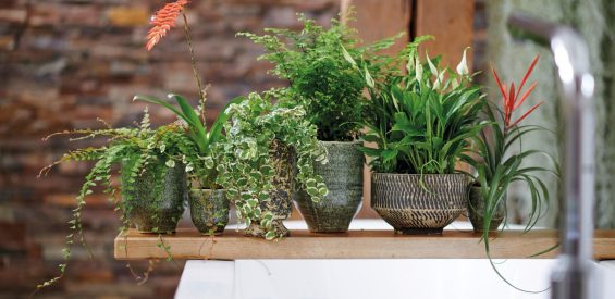 Badkamerplanten: deze 4 toveren je badkamer om tot een groene oase