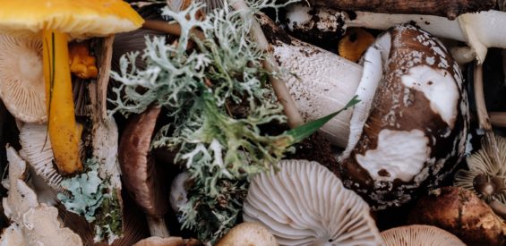 Deze 5 medicinale paddenstoelen dragen bij aan je gezondheid