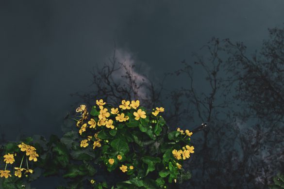 full moon garden