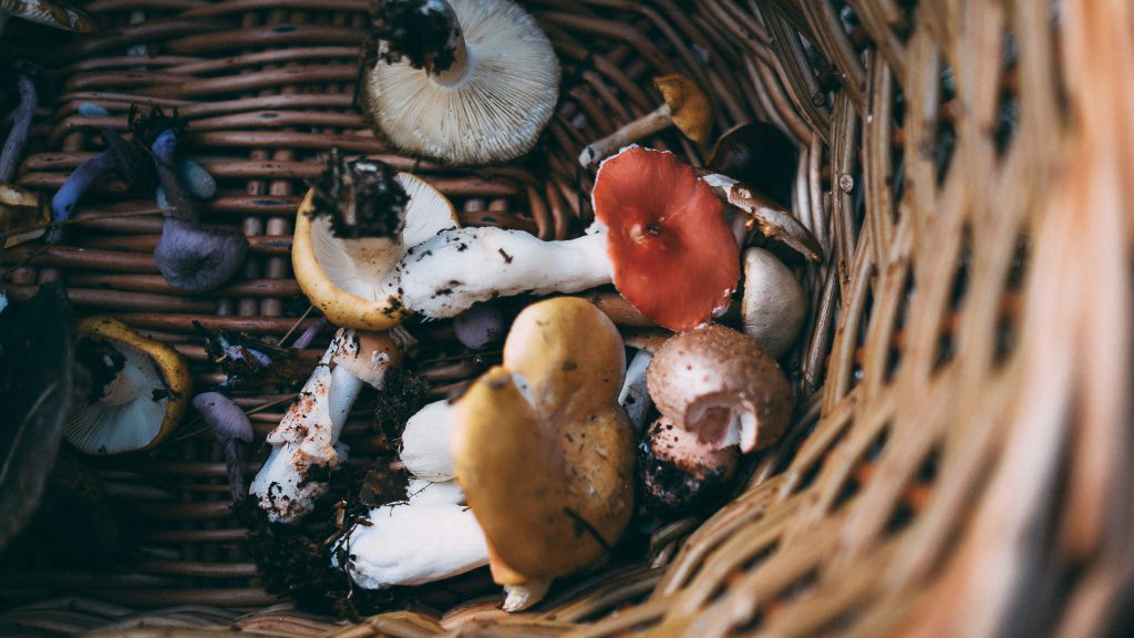 paddenstoelen medicinale werking