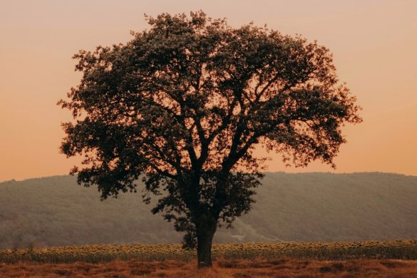 treedom, duurzaam, kerst cadeau, boom