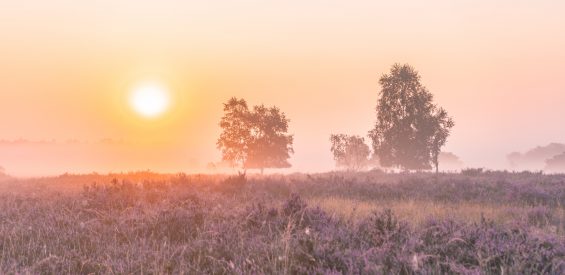 Veluwe