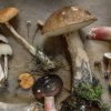 paddestoelen