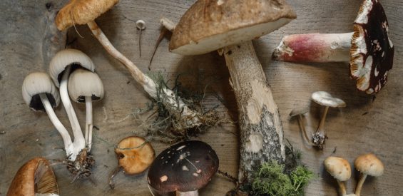 Ontbijtrecept voor de herfst: hartige paddenstoelen fritatta