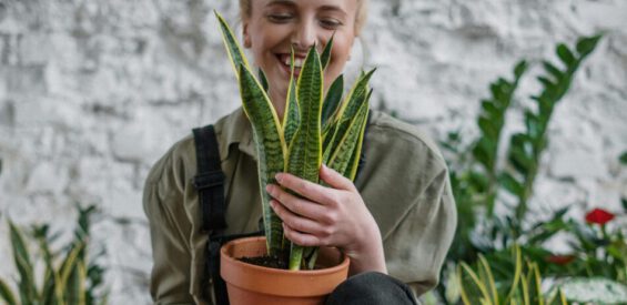 Kamerplanten: op déze 5 manieren dragen ze bij aan je gezondheid