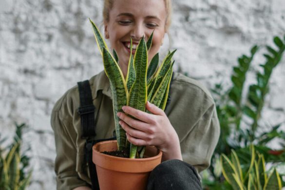 kamerplanten gezondheid