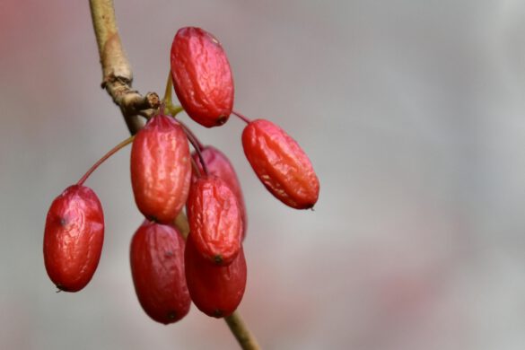 berberine