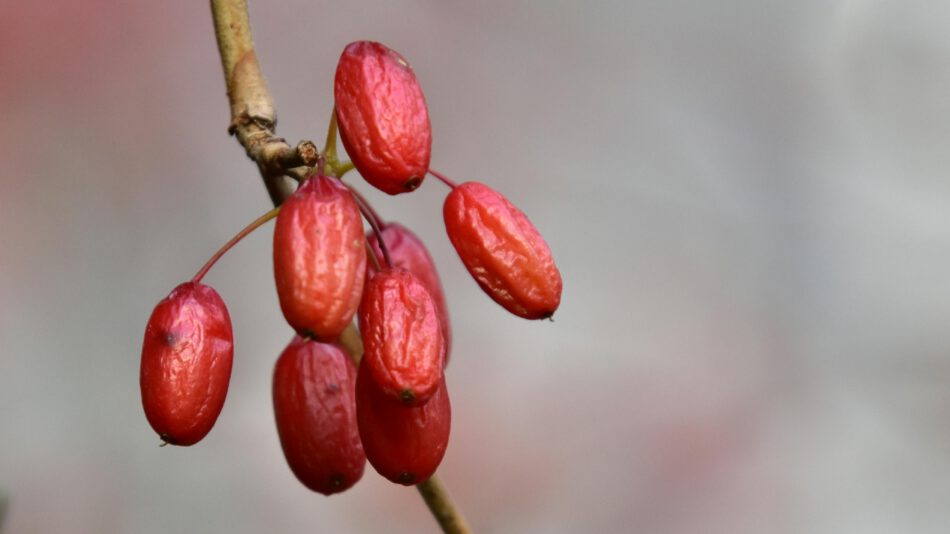 berberine