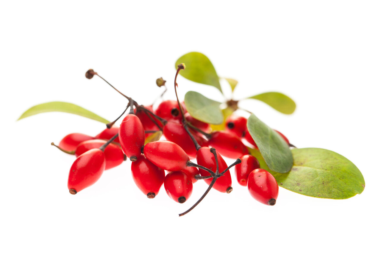 berberine