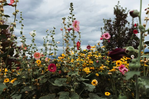 zomer tuin tips