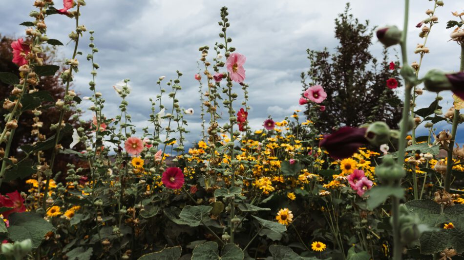 zomer tuin tips