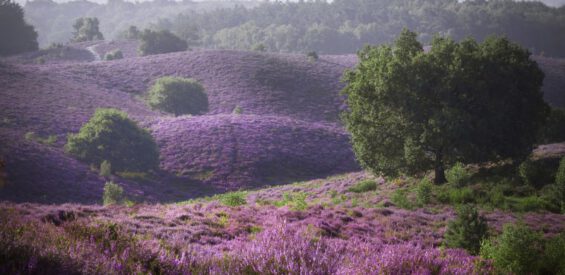 De heide staat in bloei! 5 wandelroutes om haar pracht te bewonderen