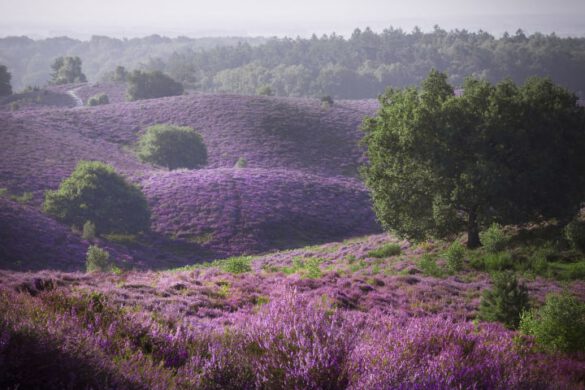 wandelingen heide