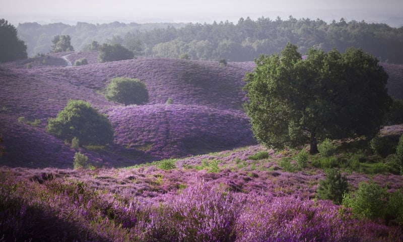 wandelingen heide