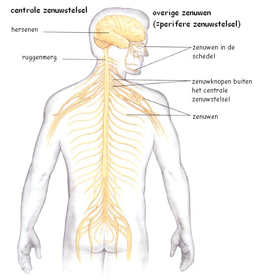 zenuwstelsel