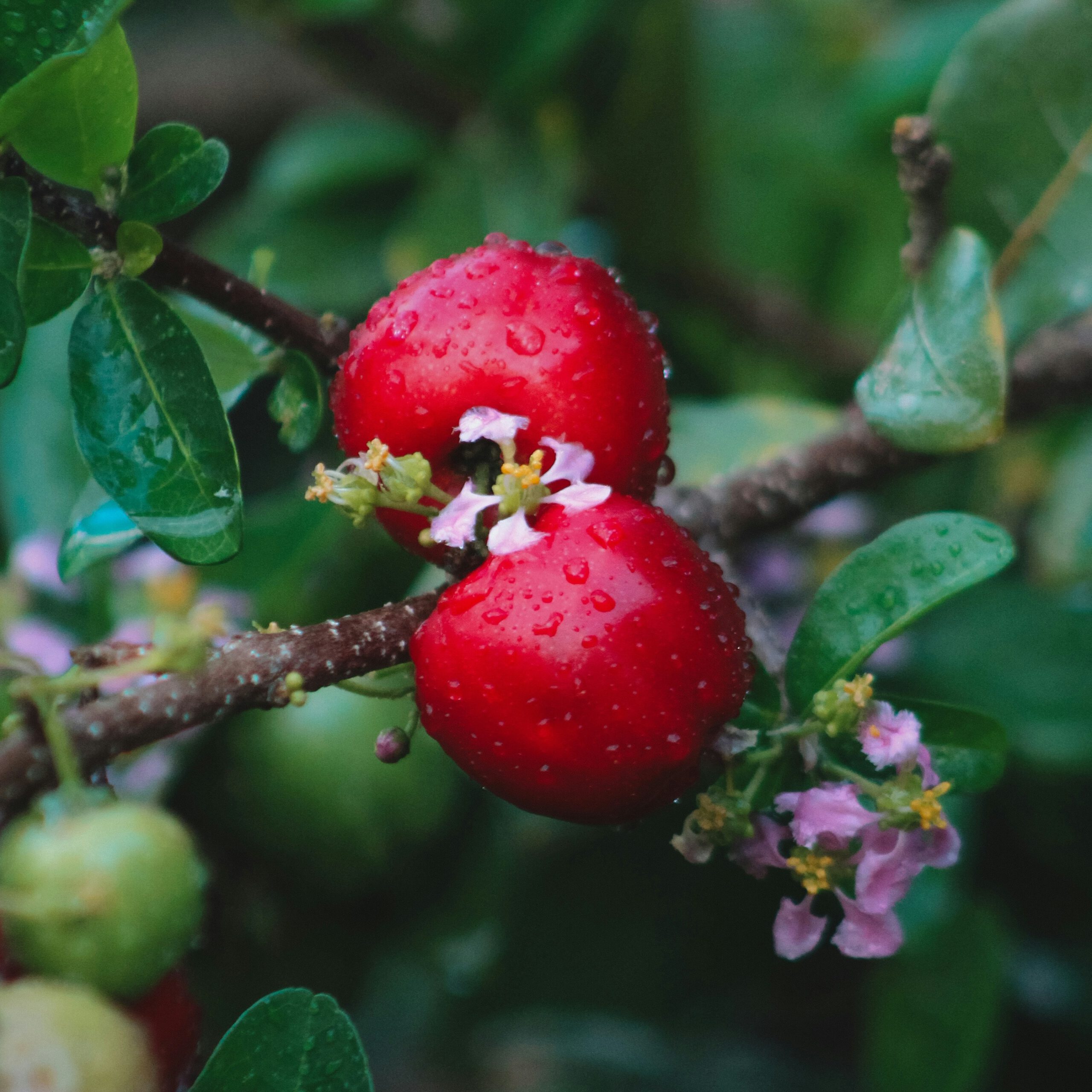 acerola