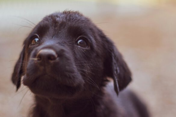 dieren bach rescue