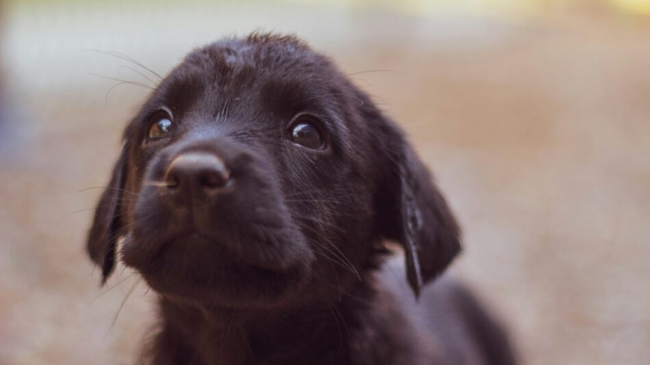 dieren bach rescue