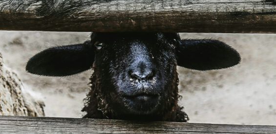 Zwarte schaap: 16 tekenen dat jij deze pijnlijke rol in je familie vervult